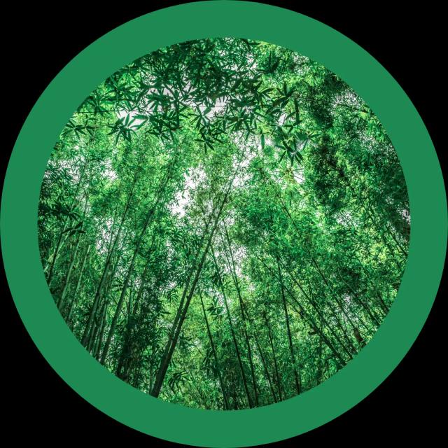 about-greenforet-img
